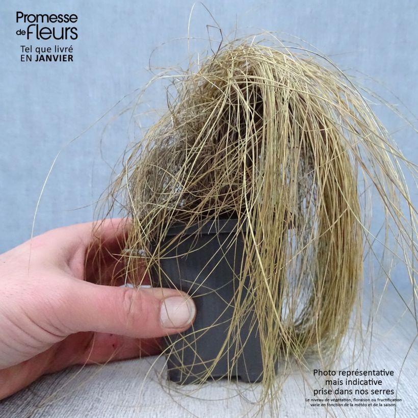 Festuca amethystina 8/9 cm pot sample as delivered in winter