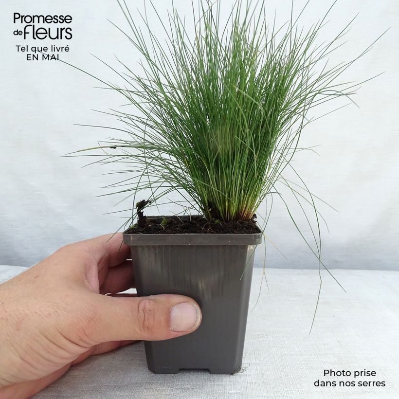 Festuca amethystina 8/9 cm pot sample as delivered in spring