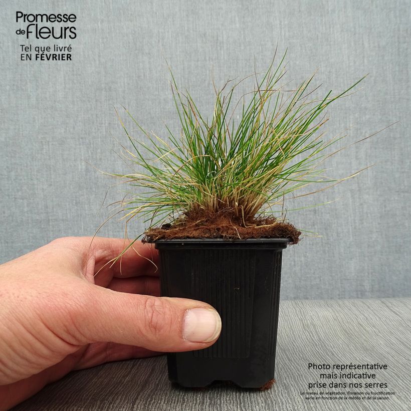 Festuca filiformis 8/9 cm pot sample as delivered in winter