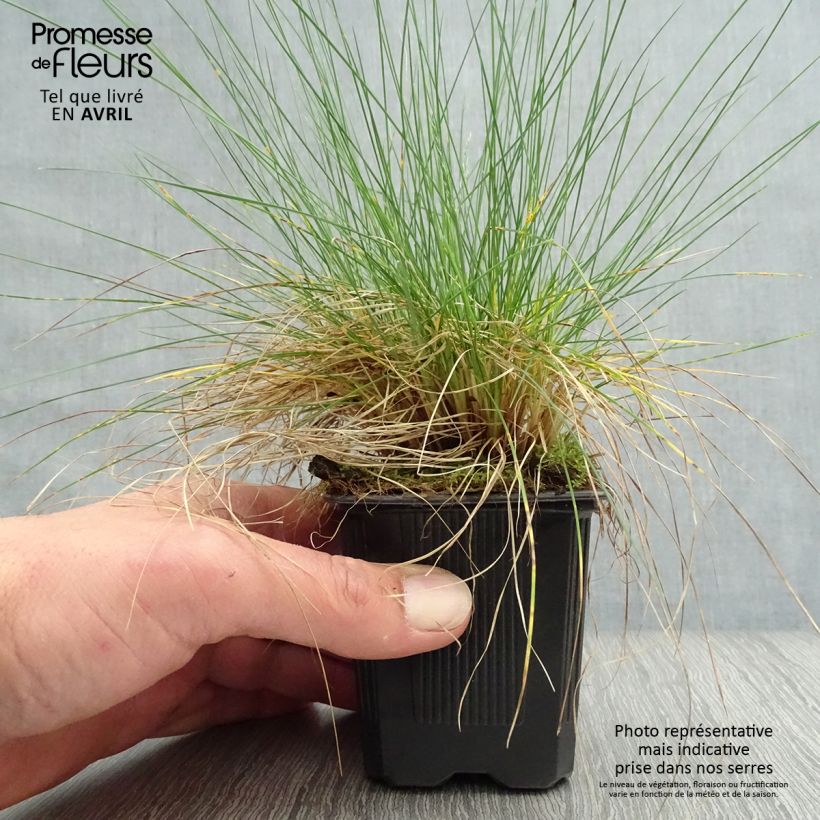Festuca filiformis 8/9 cm pot sample as delivered in spring