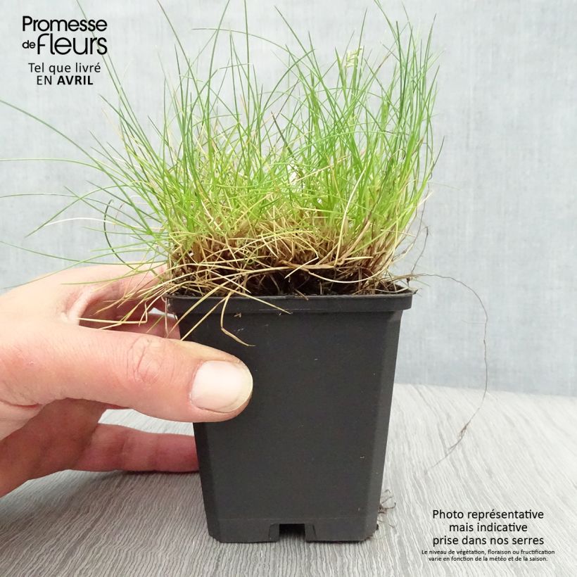 Festuca gautieri 8/9 cm pot sample as delivered in spring
