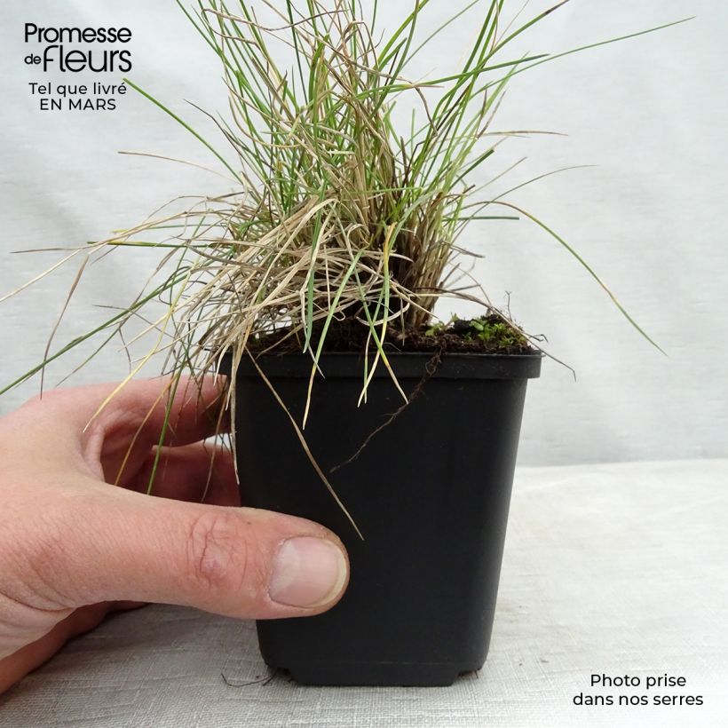 Festuca valesiaca Glaucantha 8/9 cm pot sample as delivered in spring