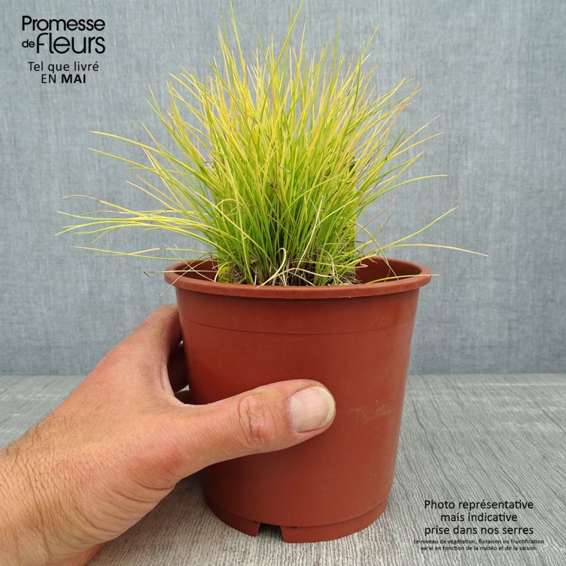 Festuca glauca Golden Toupee 1L/1.5L pot sample as delivered in spring