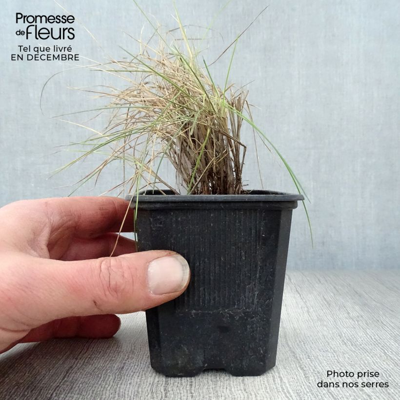 Festuca glauca Elijah Blue 8/9 cm pot sample as delivered in winter