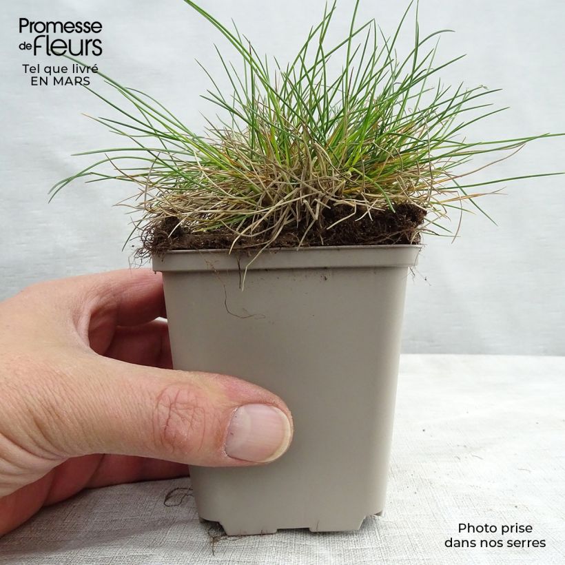 Festuca ovina var. glauca 8/9 cm pot sample as delivered in spring