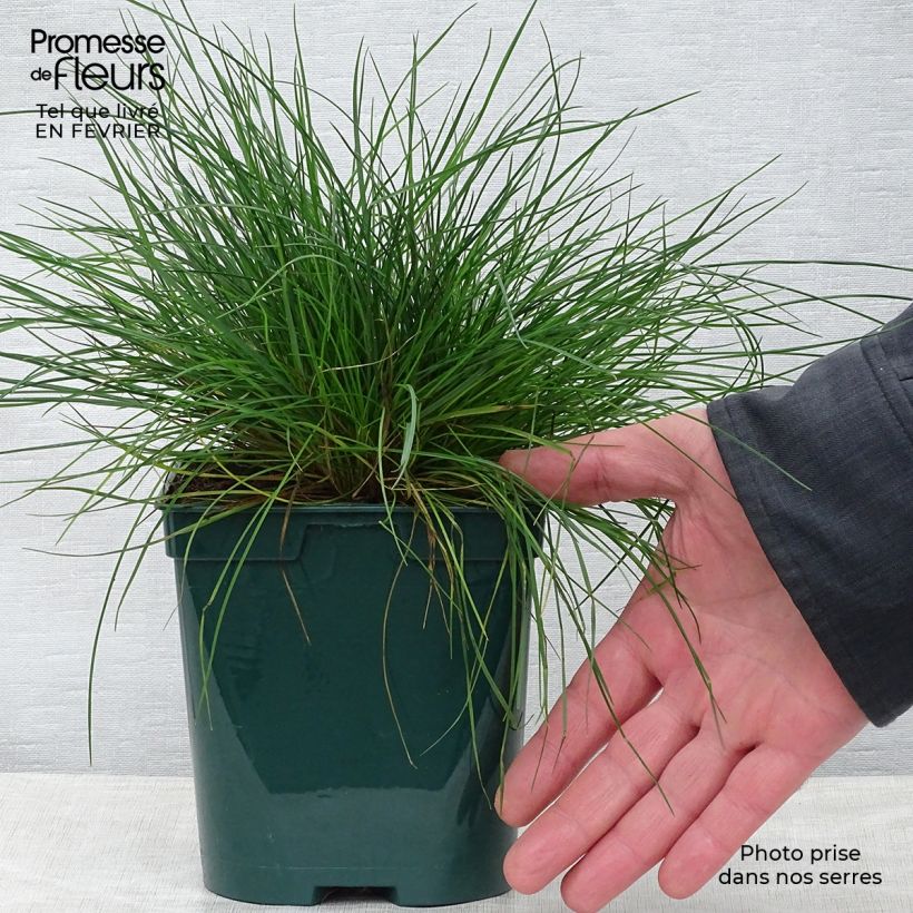 Festuca ovina var. glauca 2L/3L pot sample as delivered in winter