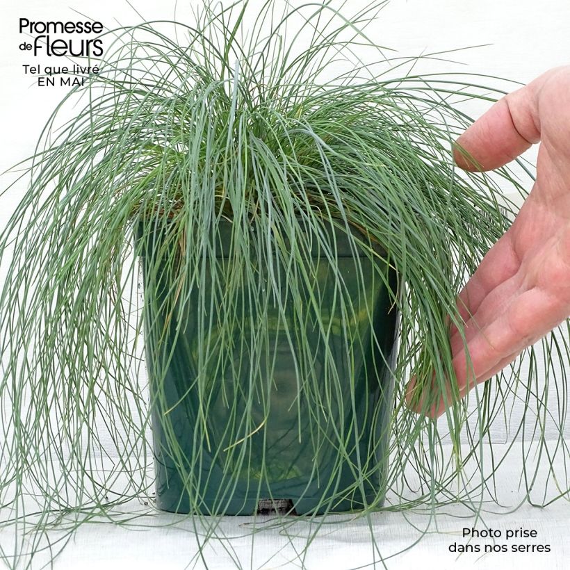 Festuca ovina var. glauca 2L/3L pot sample as delivered in spring