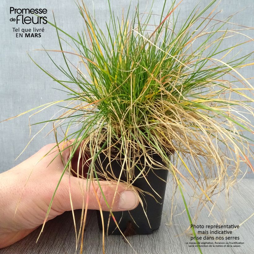 Festuca ovina 8/9 cm pot sample as delivered in spring