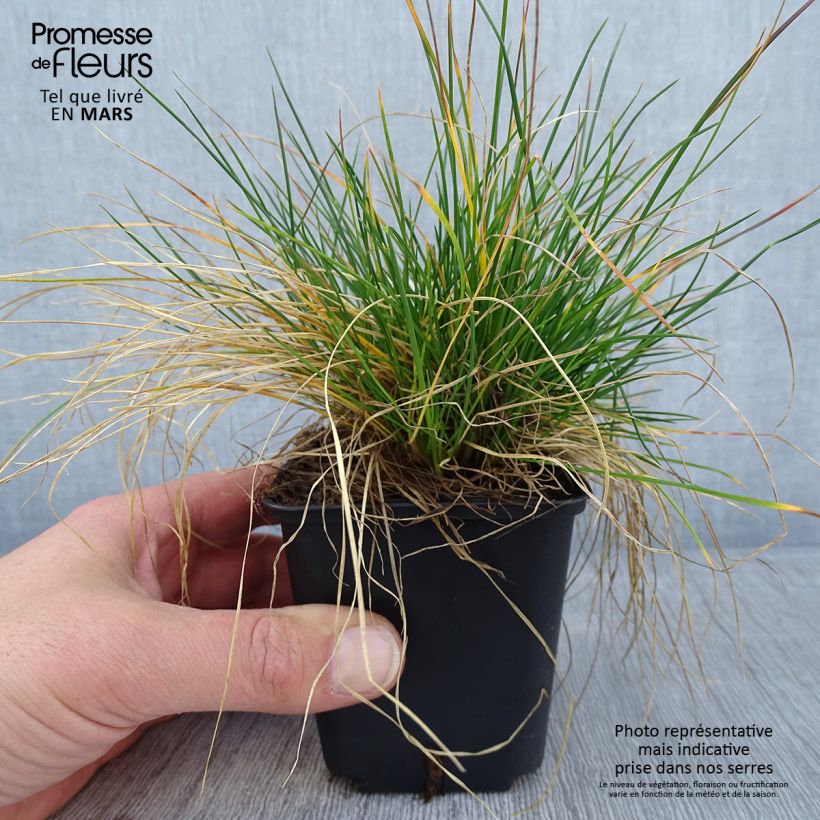 Festuca ovina 8/9 cm pot sample as delivered in winter