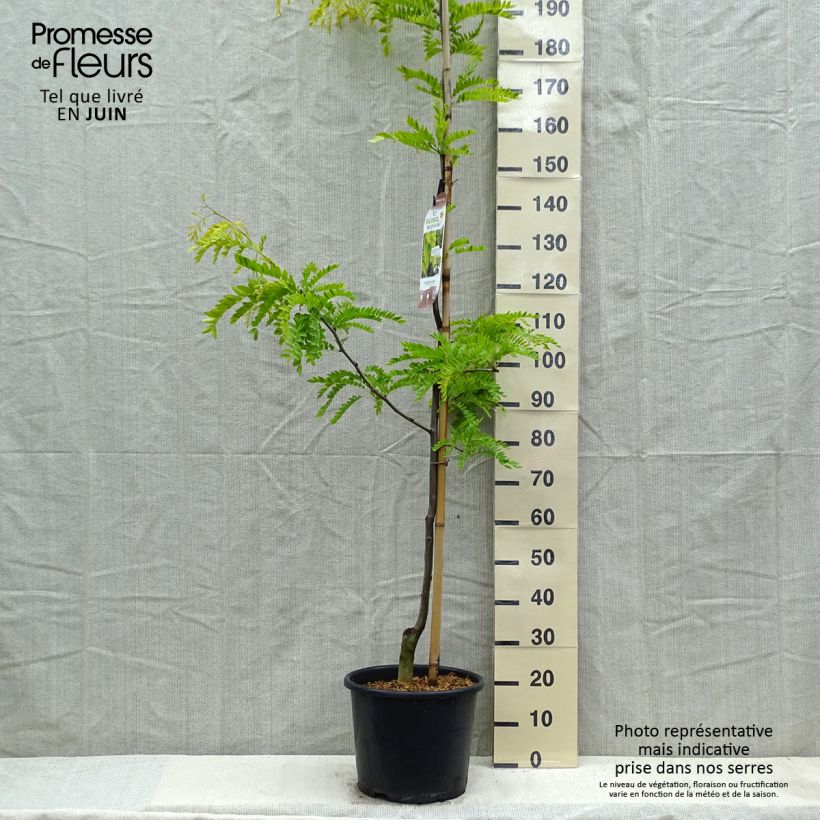 Gleditsia triacanthos f.inermis Sunburst - Honeylocust 7.5L/10L pot, Sapling sample as delivered in spring