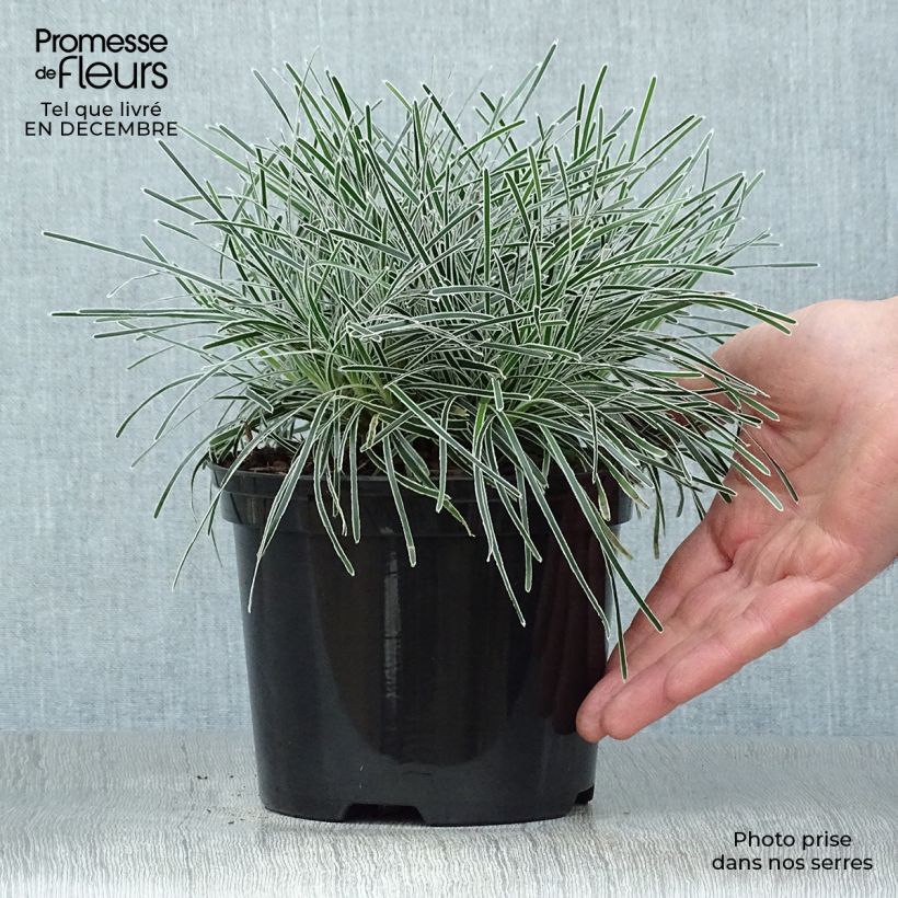 Ficinia truncata Ice Crystal 2L/3L pot sample as delivered in winter