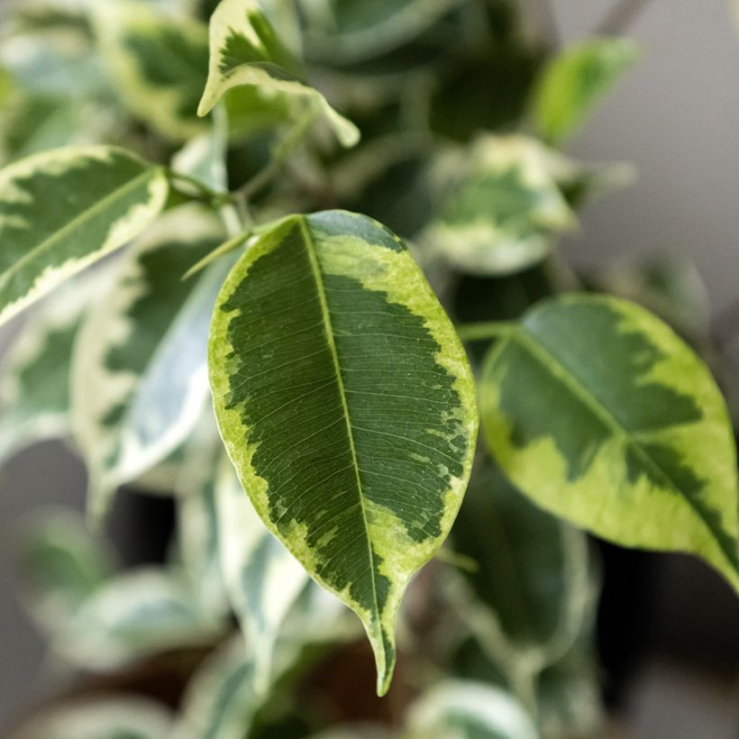 Ficus benjamina Golden King - Weeping fig (Foliage)