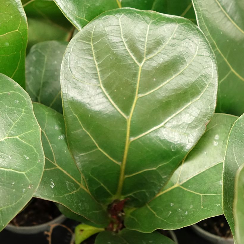 Ficus lyrata - Fiddle-leaf fig (Foliage)