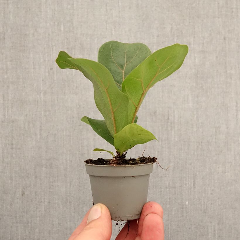 Ficus lyrata - Fiddle-leaf fig mini plant sample as delivered in spring