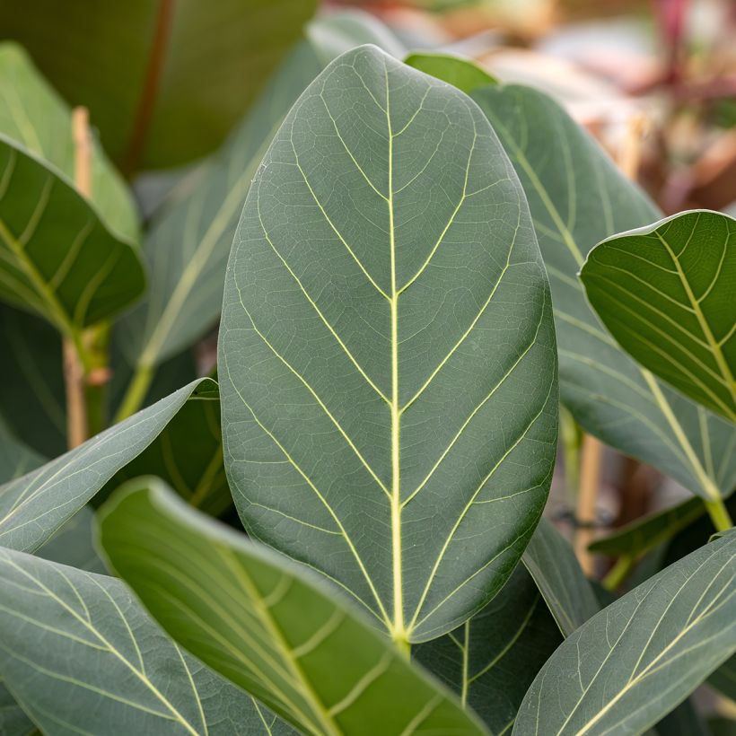 Ficus benghalensis Audrey - Banyan (Foliage)