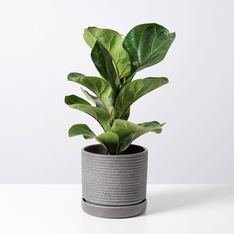 Ficus lyrata Bambino Tibaco - Dwarf fiddle-lea (Plant habit)