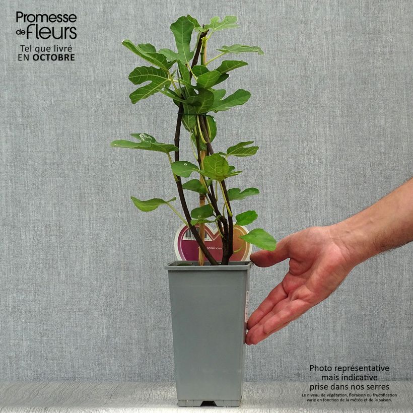 Fig Tree Brown Turkey - Ficus carica 1.5L/2L pot sample as delivered in autumn