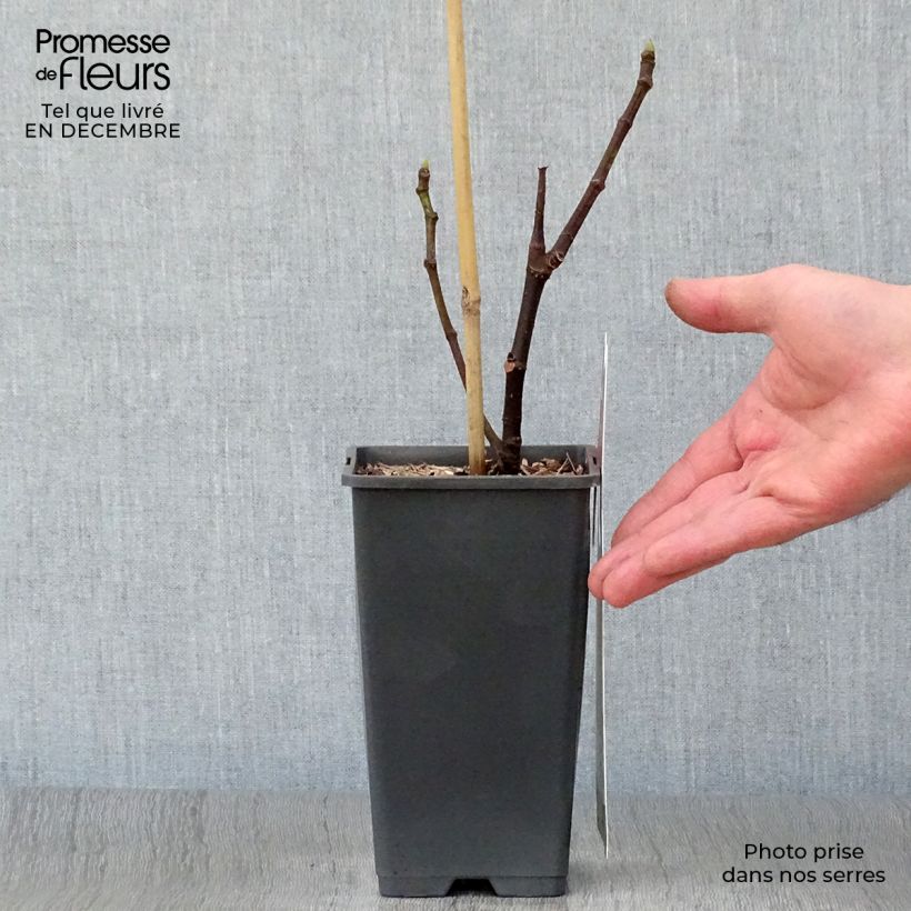 Fig Tree Brown Turkey - Ficus carica 1.5L/2L pot sample as delivered in winter