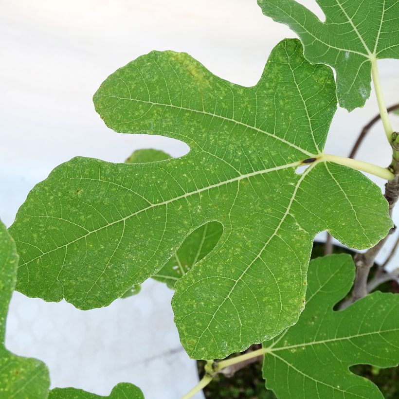 Ficus carica Portogallo (Foliage)