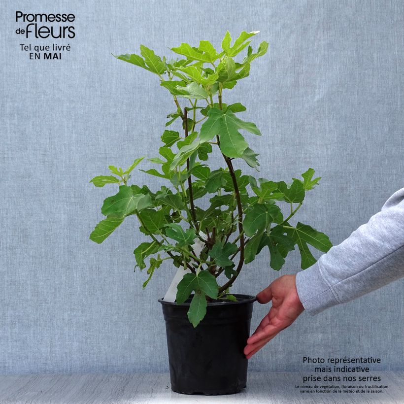 Fig Tree Osborn's Prolific - Ficus carica 4L/5L pot sample as delivered in spring