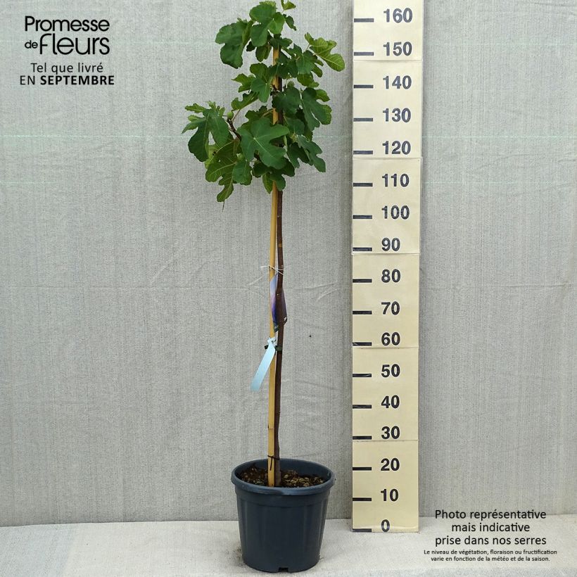 Fig Tree Sultane - Ficus carica 7.5L/10L pot, Half standard sample as delivered in summer