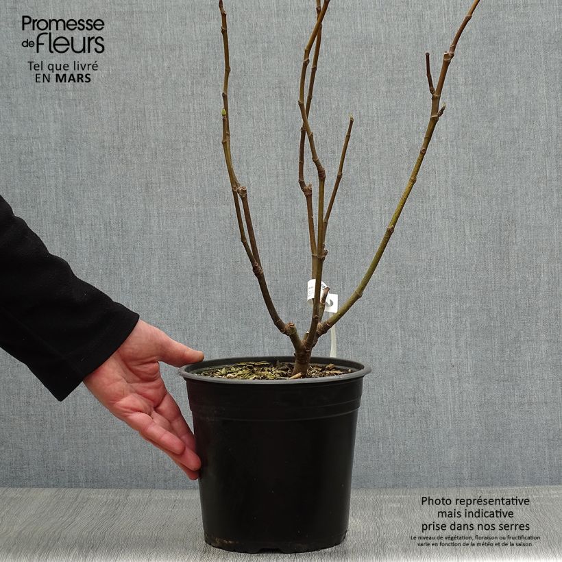 Fig Tree Goutte D'Or- Ficus carica 2L/3L pot sample as delivered in spring