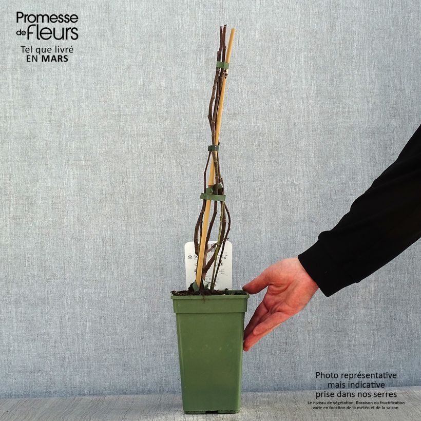 Ficus carica Gustissimo Perretta 2L/3L pot, Bush sample as delivered in winter