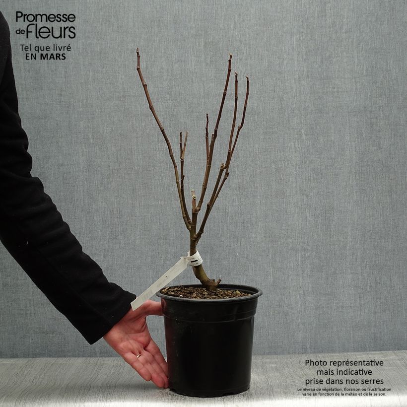 Fig Tree Jannot - Ficus carica 4L/5L pot sample as delivered in spring