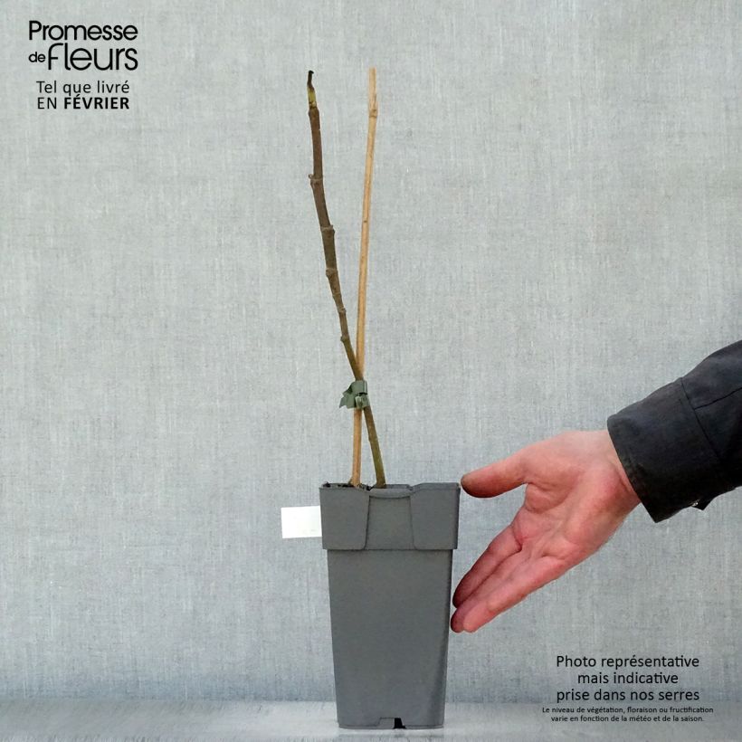 Fig Tree Madeleine des Deux Saisons - Ficus carica 2L/3L pot, Scion sample as delivered in winter