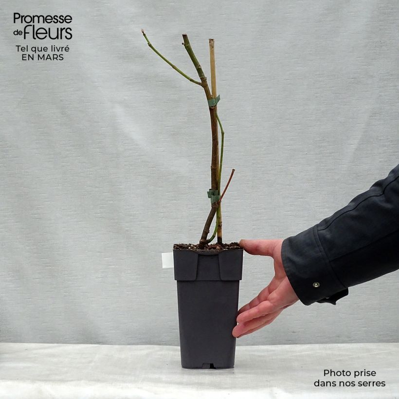 Fig Tree Madeleine des Deux Saisons - Ficus carica 2L/3L pot, Scion sample as delivered in spring