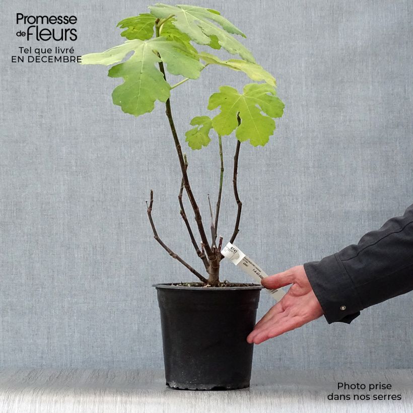 Fig Tree Madeleine des Deux Saisons - Ficus carica 4L/5L pot, Bush sample as delivered in winter
