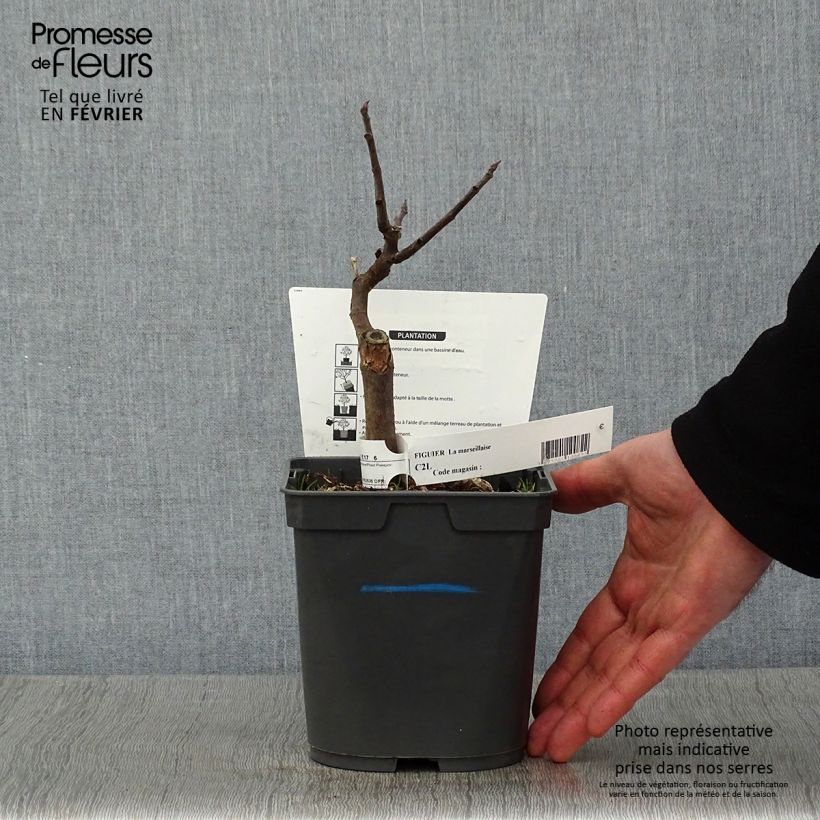 Fig Tree Marseillaise - Ficus carica 2L/3L pot sample as delivered in winter