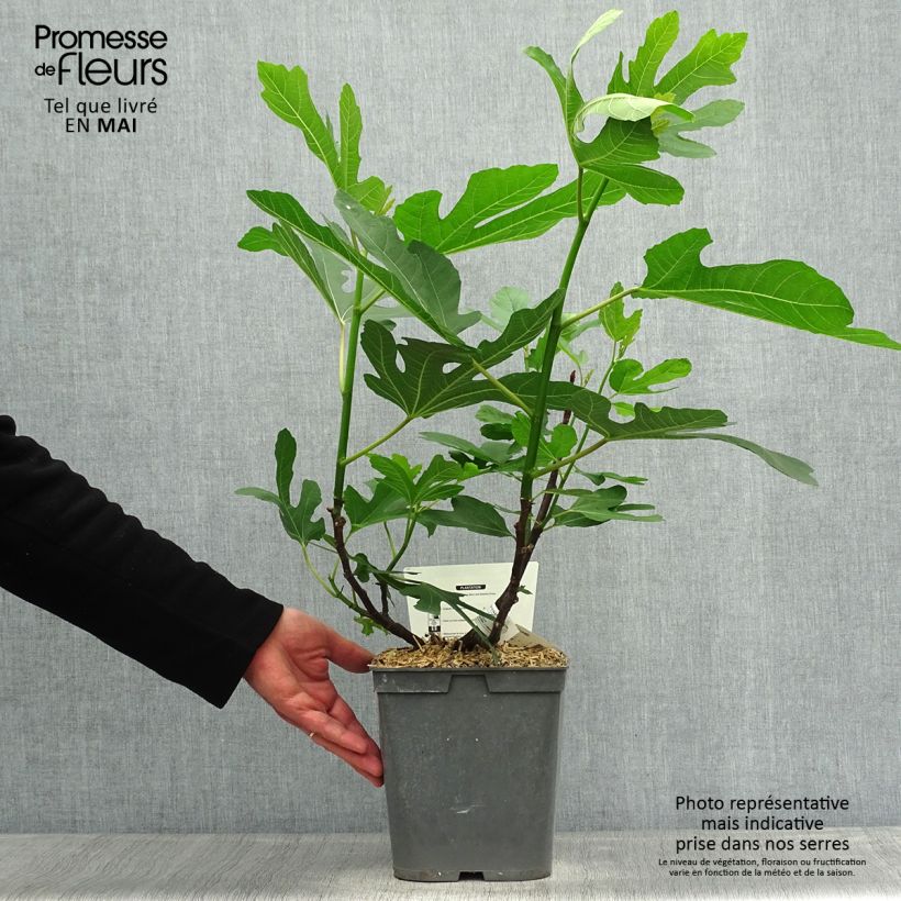 Fig Tree Marseillaise - Ficus carica 4L/5L pot sample as delivered in spring