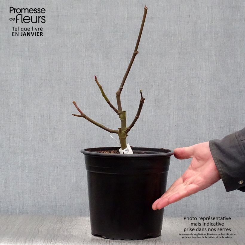 Fig Tree Noire de Caromb - Ficus carica 4L/5L pot, Bush sample as delivered in winter