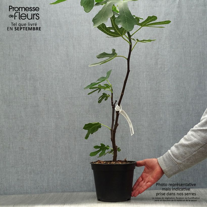 Fig Tree Panachée - Ficus carica 4L/5L pot, Bush sample as delivered in autumn