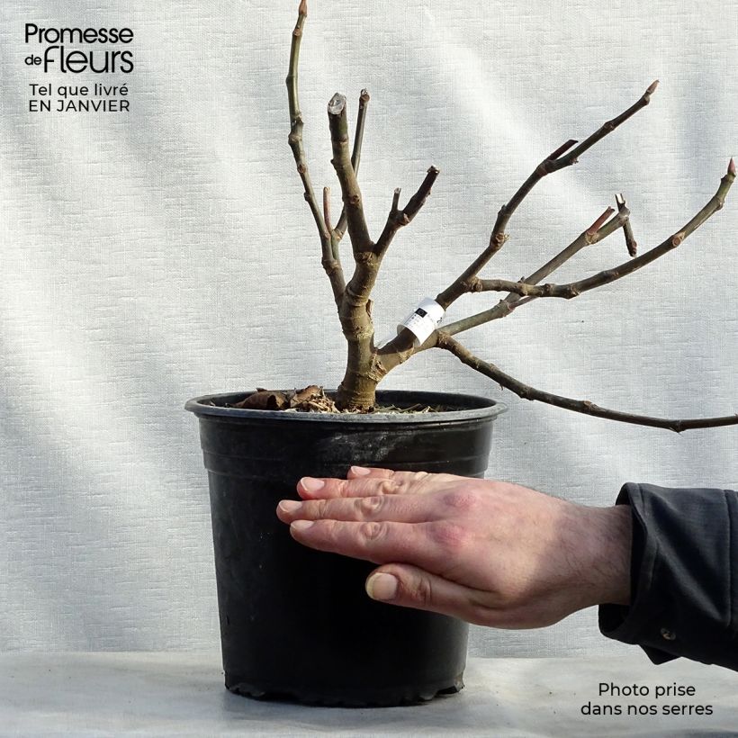 Fig Tree Panachée - Ficus carica 4L/5L pot, Bush sample as delivered in winter