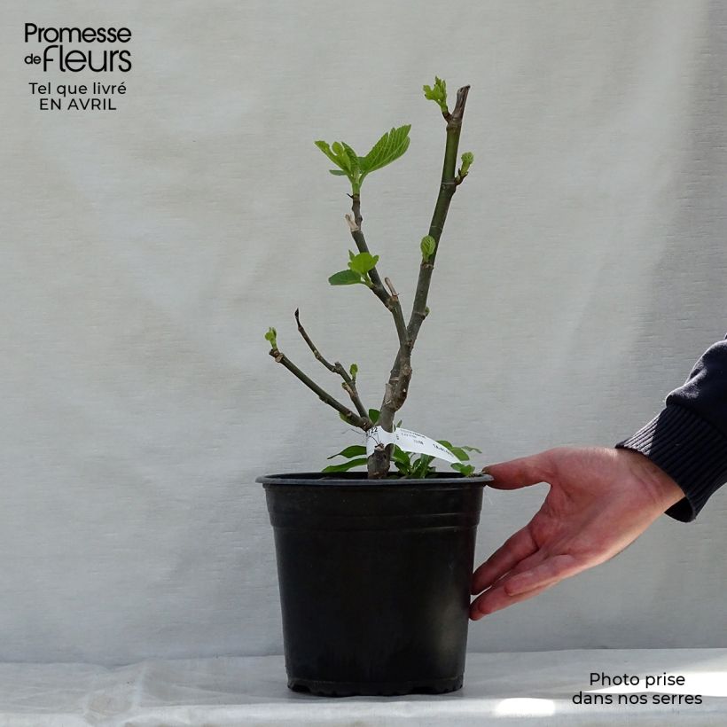 Fig Tree Panachée - Ficus carica 4L/5L pot, Bush sample as delivered in spring