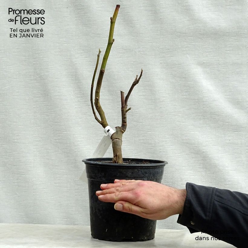 Fig Tree Rouge de Bordeaux - Ficus carica 4L/5L pot, Bush sample as delivered in winter