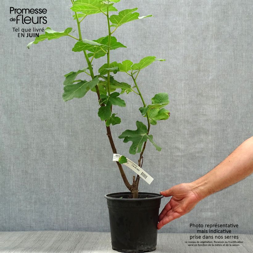 Fig Tree Violette Dauphine 2L/3L pot, Bush sample as delivered in summer