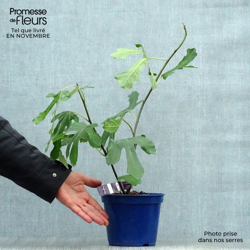 Ficus carica Figality 2L/3L pot, Bush sample as delivered in autumn