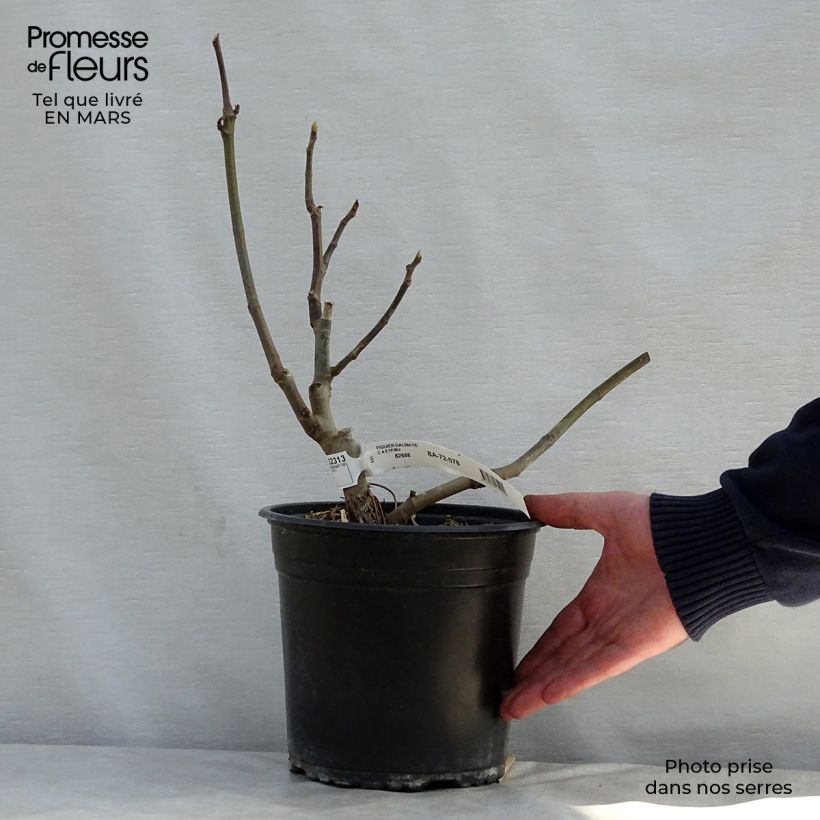 Ficus carica Précoce de Dalmatie 4L/5L pot, Bush sample as delivered in spring