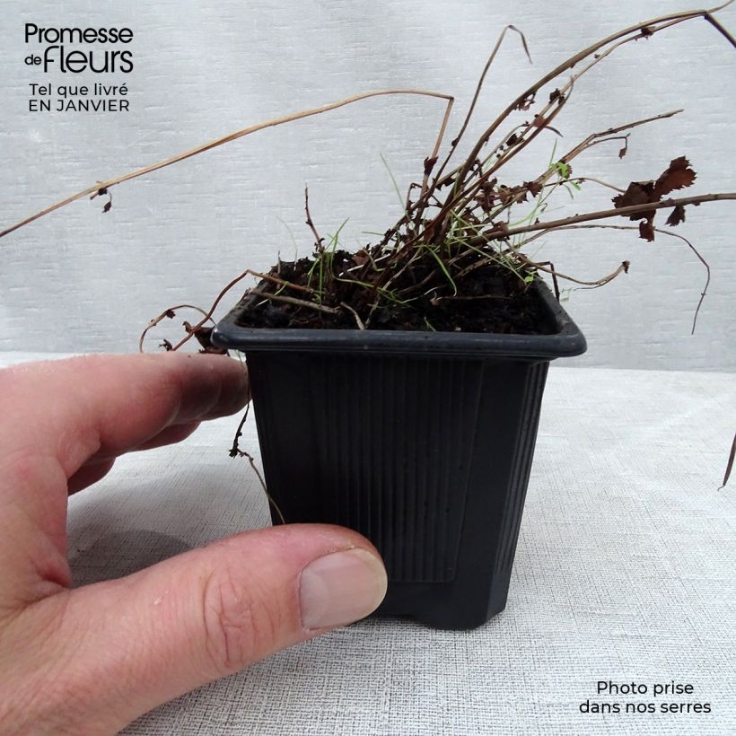 Filipendula Kahome 8/9 cm pot sample as delivered in winter