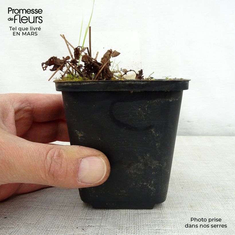 Filipendula purpurea Alba 8/9 cm pot sample as delivered in spring