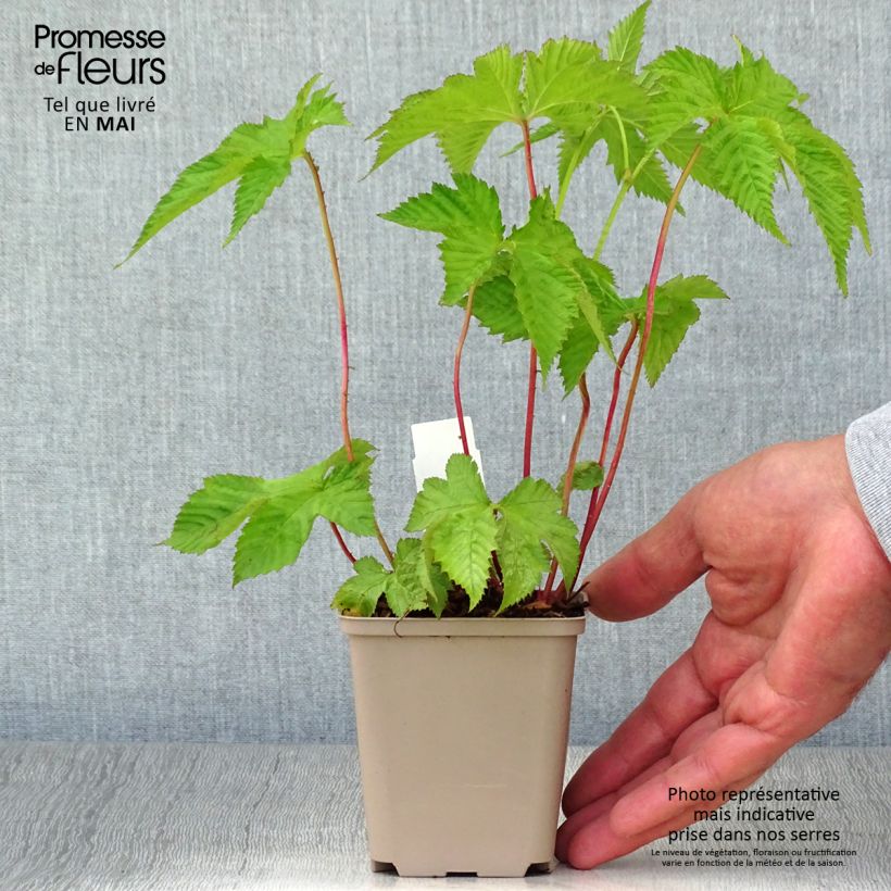 Filipendula purpurea - Purple Meadowsweet 8/9 cm pot sample as delivered in spring