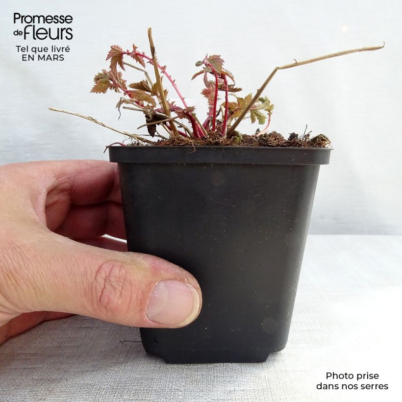 Filipendula ulmaria 8/9 cm pot sample as delivered in spring