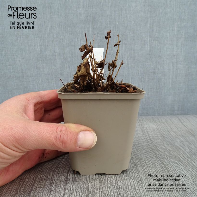 Filipendula ulmaria Rosea 8/9 cm pot sample as delivered in winter