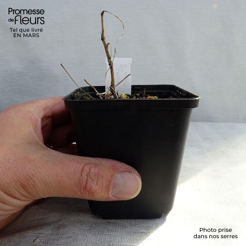 Filipendula ulmaria Variegata 8/9 cm pot sample as delivered in winter