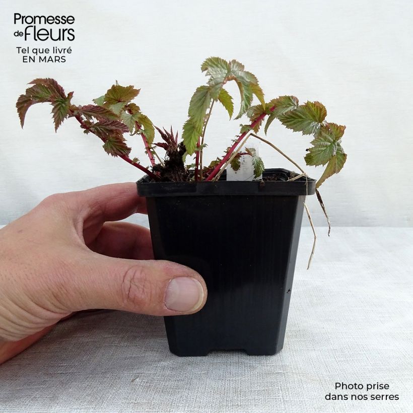 Filipendula vulgaris hexapetala 8/9 cm pot sample as delivered in spring