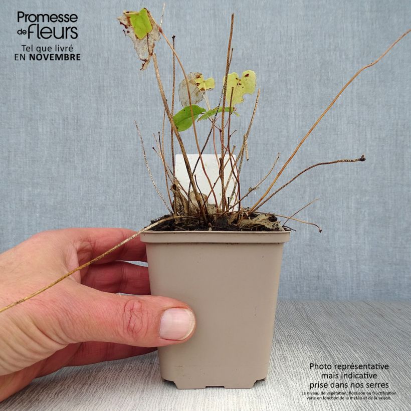 Epimedium Amber Queen - Barrenwort 8/9 cm pot sample as delivered in autumn