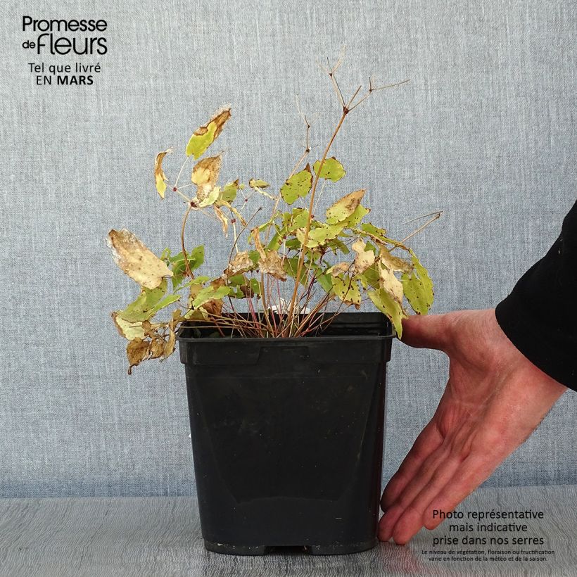 Epimedium Amber Queen - Barrenwort 3L/4L pot sample as delivered in winter